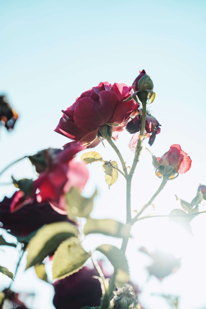 Close-up of red roses against a bright sky with soft backlighting.