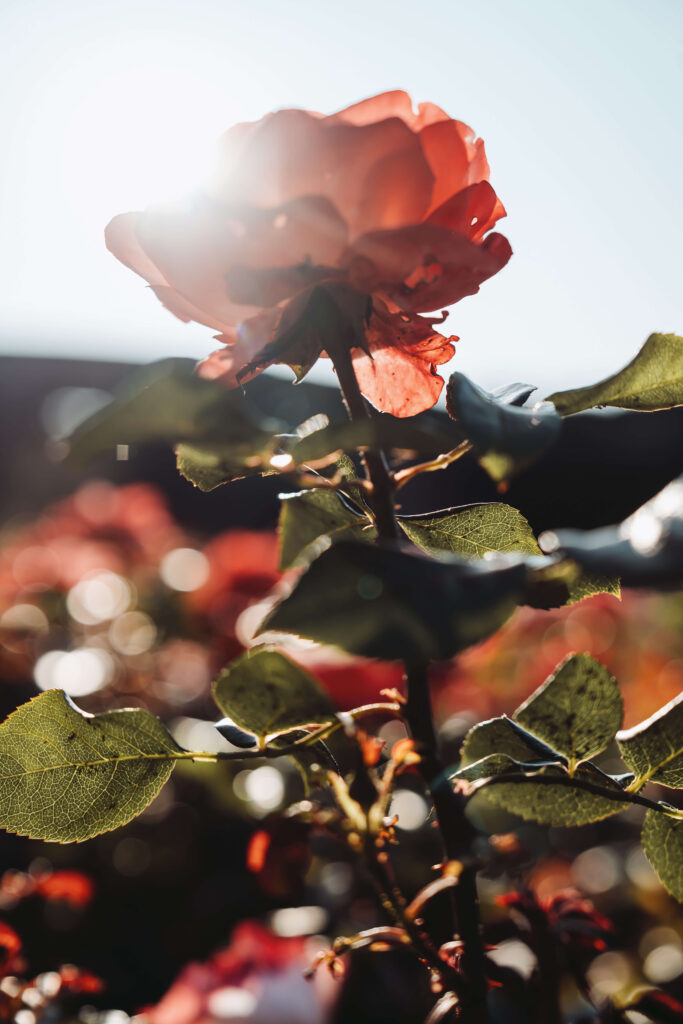 Close-up of a rose with sunlight and soft bokeh in the background.