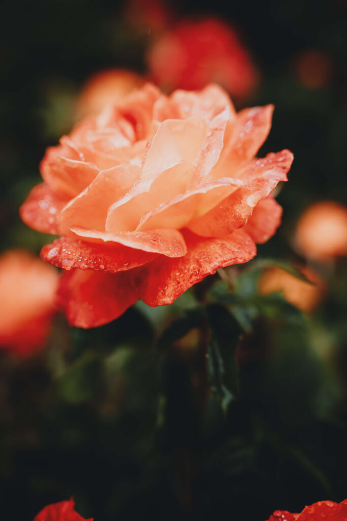 Close-up of an orange rose with water droplets on its petals.